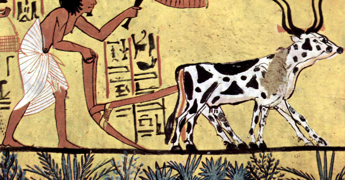 Animal animal in Giza with sex videos El Animal porn