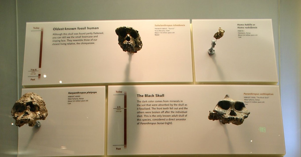 Hominin Skulls - World History Encyclopedia