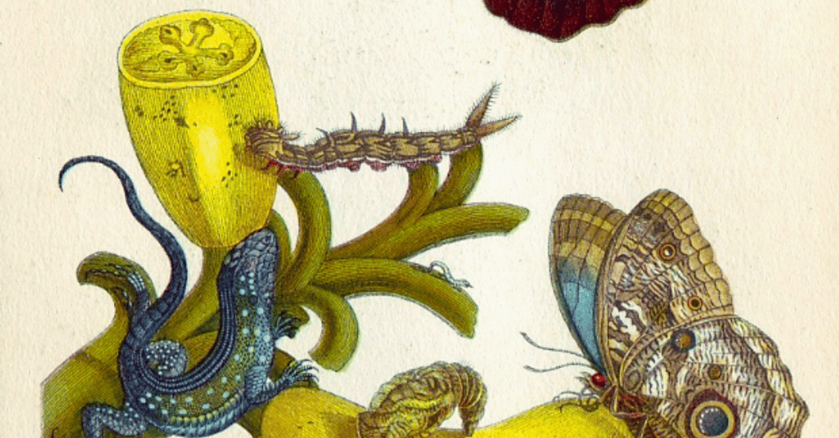 Illustration by Maria Sibylla Merian - World History Encyclopedia