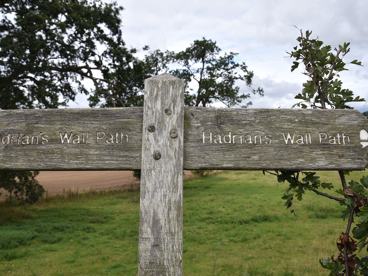 Trees on Hillock near Walltown Hadrian's Wall Path National Trail