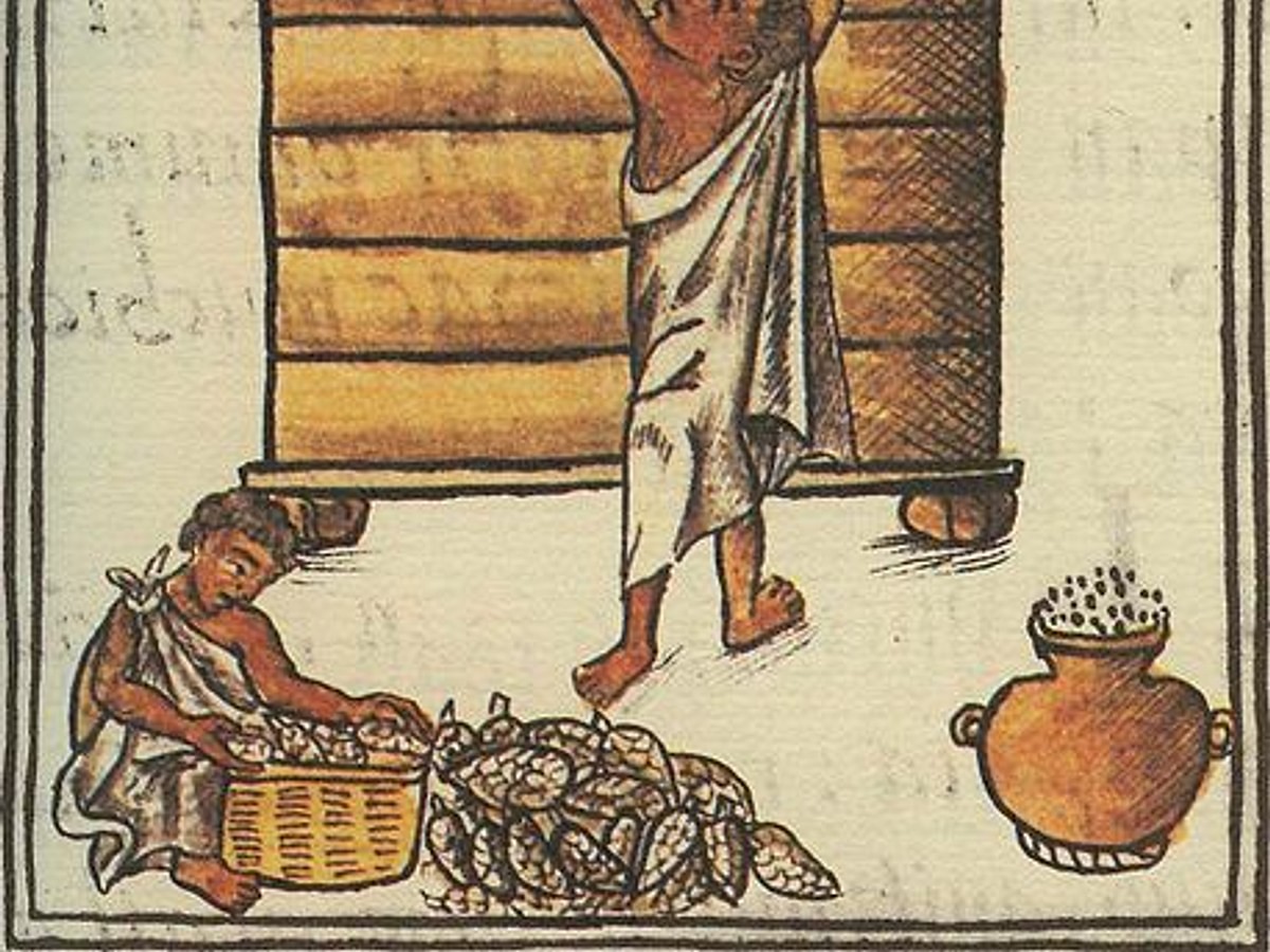 Aztec Food & Agriculture - World History Encyclopedia