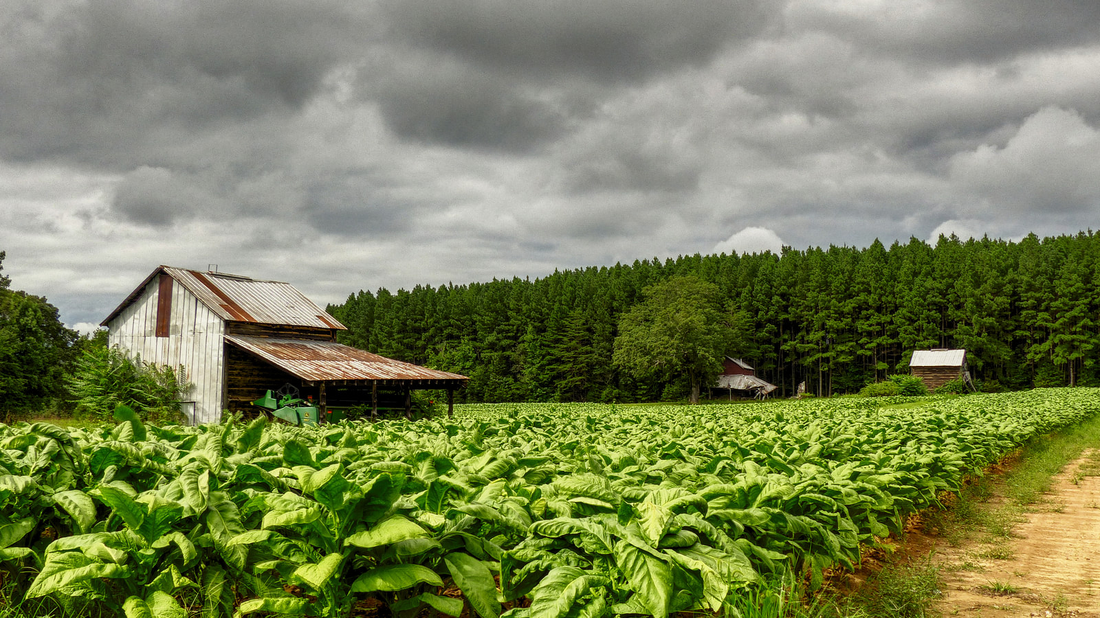 tobacco field ii Tobacco Field