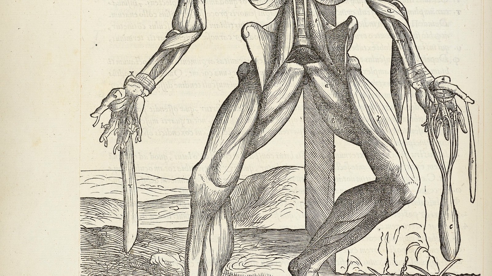 Brains, Brawn, & Beauty: Andreas Vesalius and the Art of Anatomy | Books,  Health and History