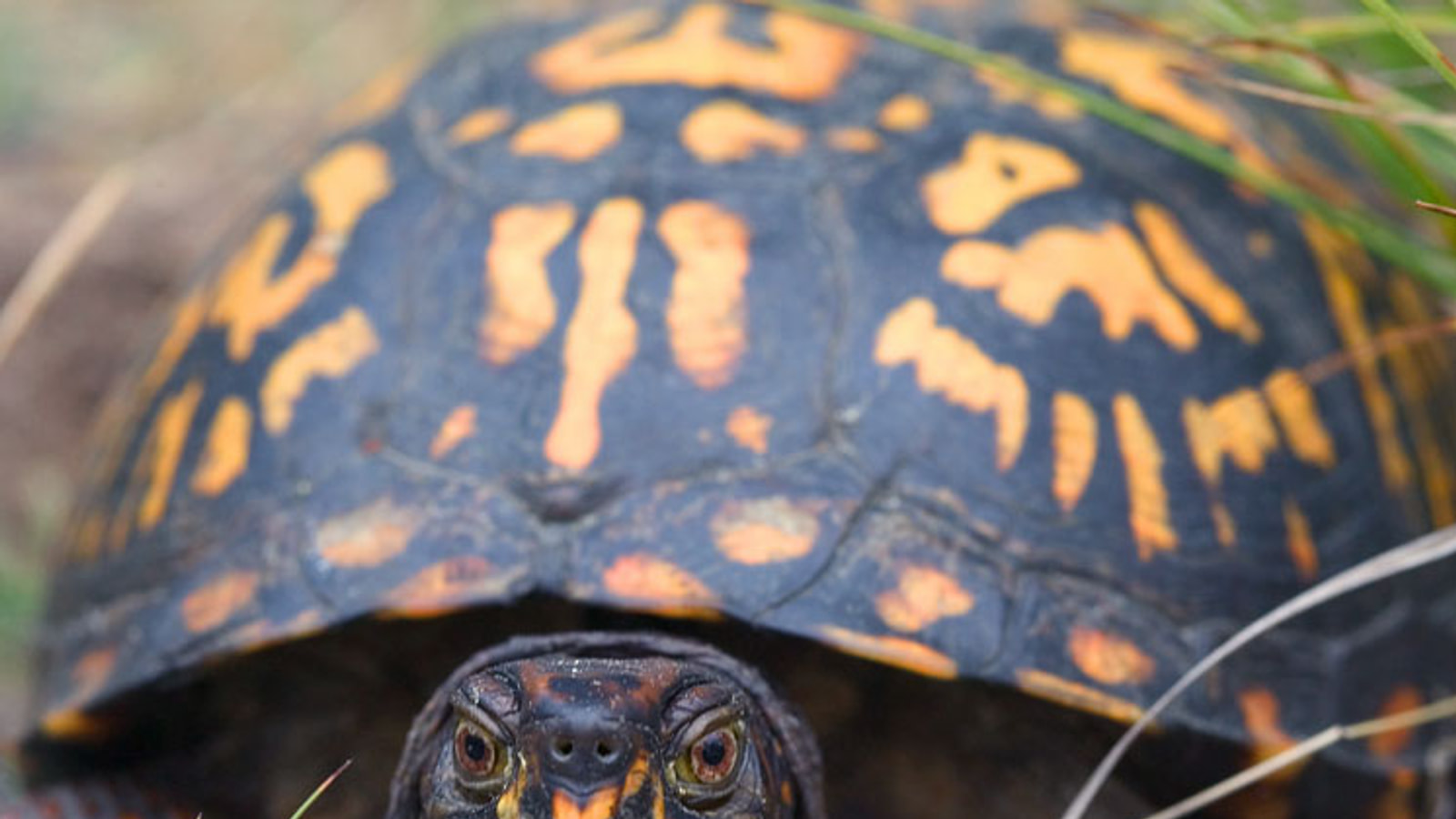 North American Box Turtle - World History Encyclopedia