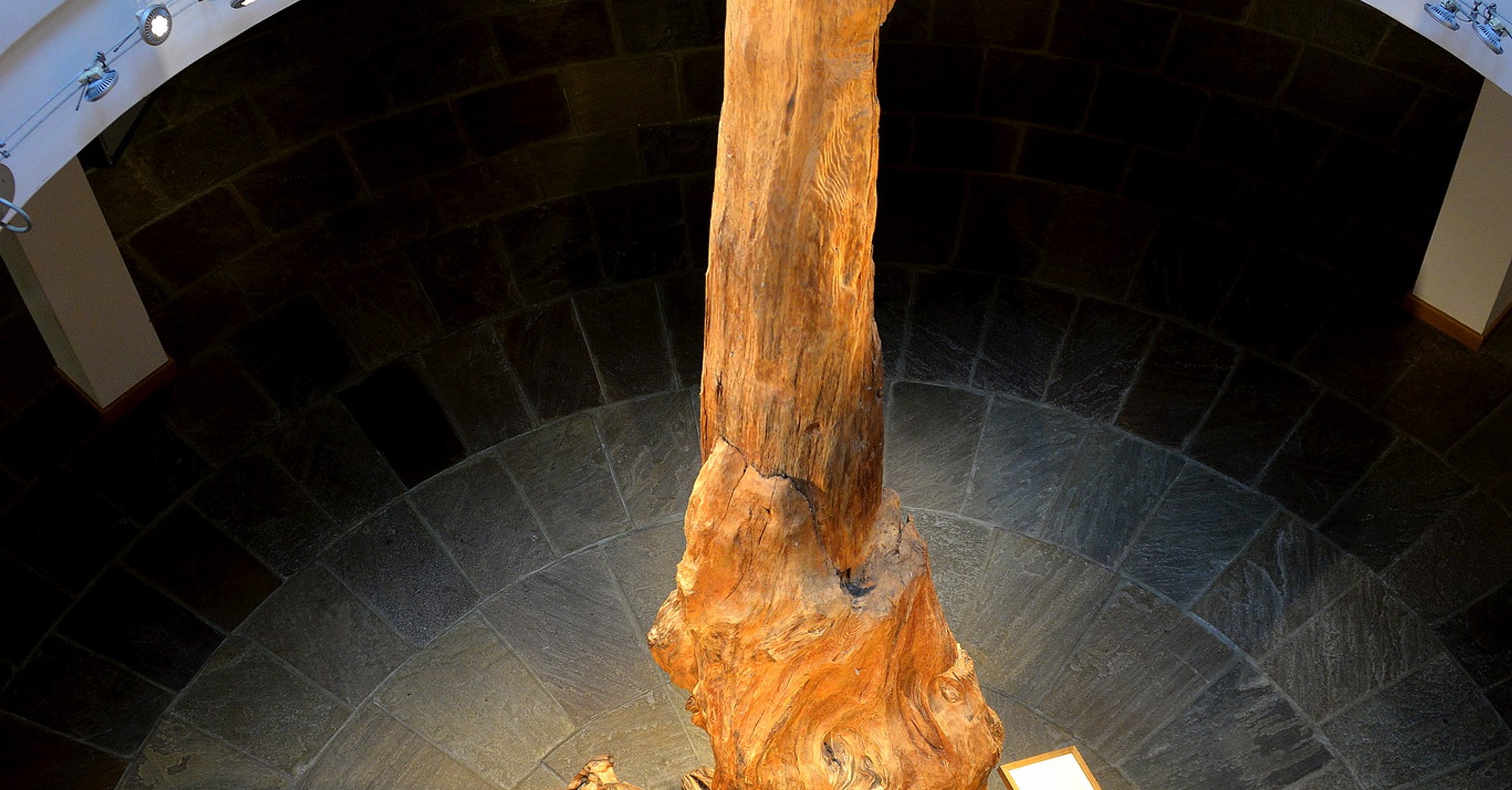 Bogle Tree Display Ceide Fields Bog Tree - World History Encyclopedia