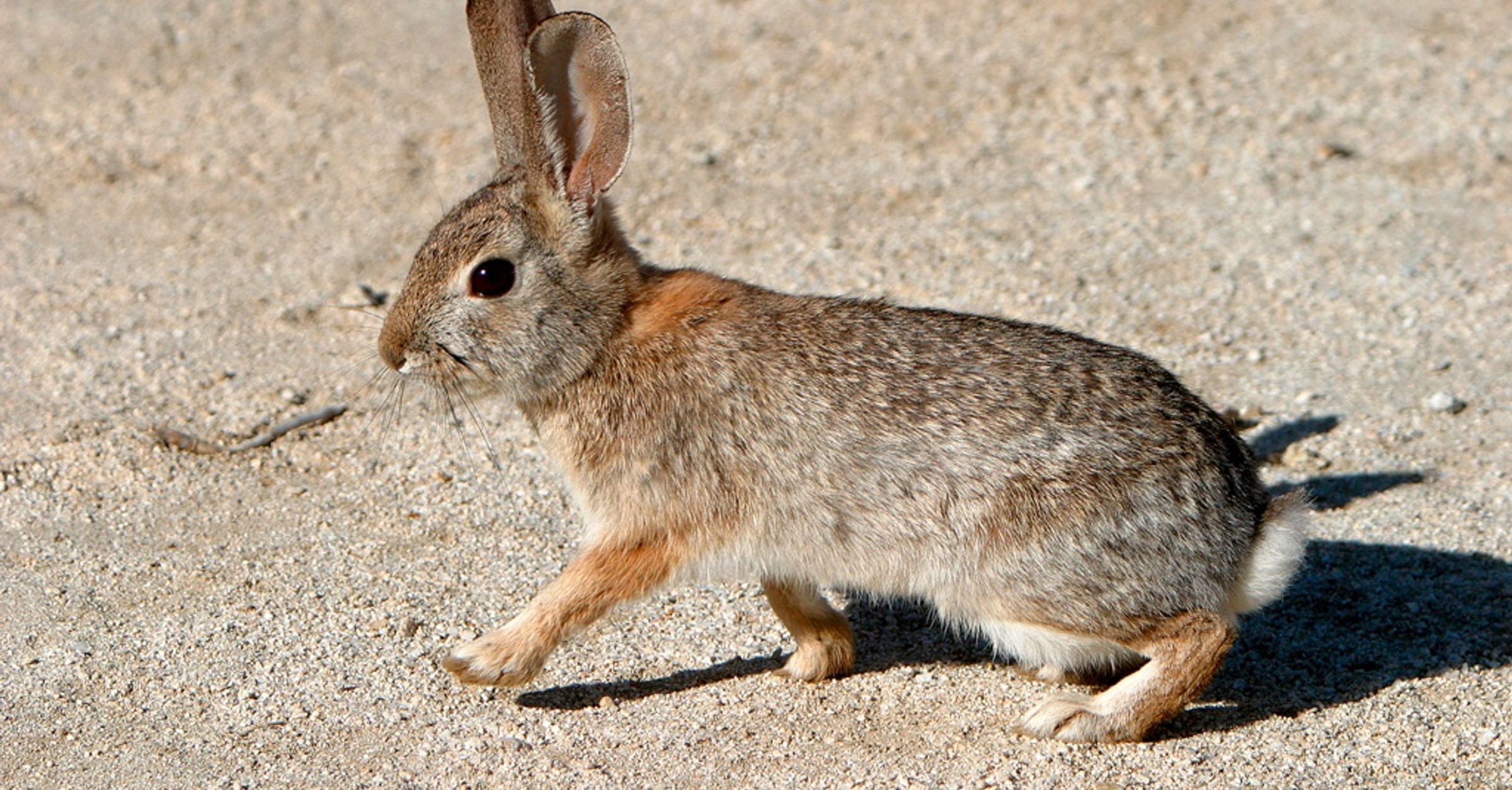 How the Rabbit Lost His Tail - World History Encyclopedia