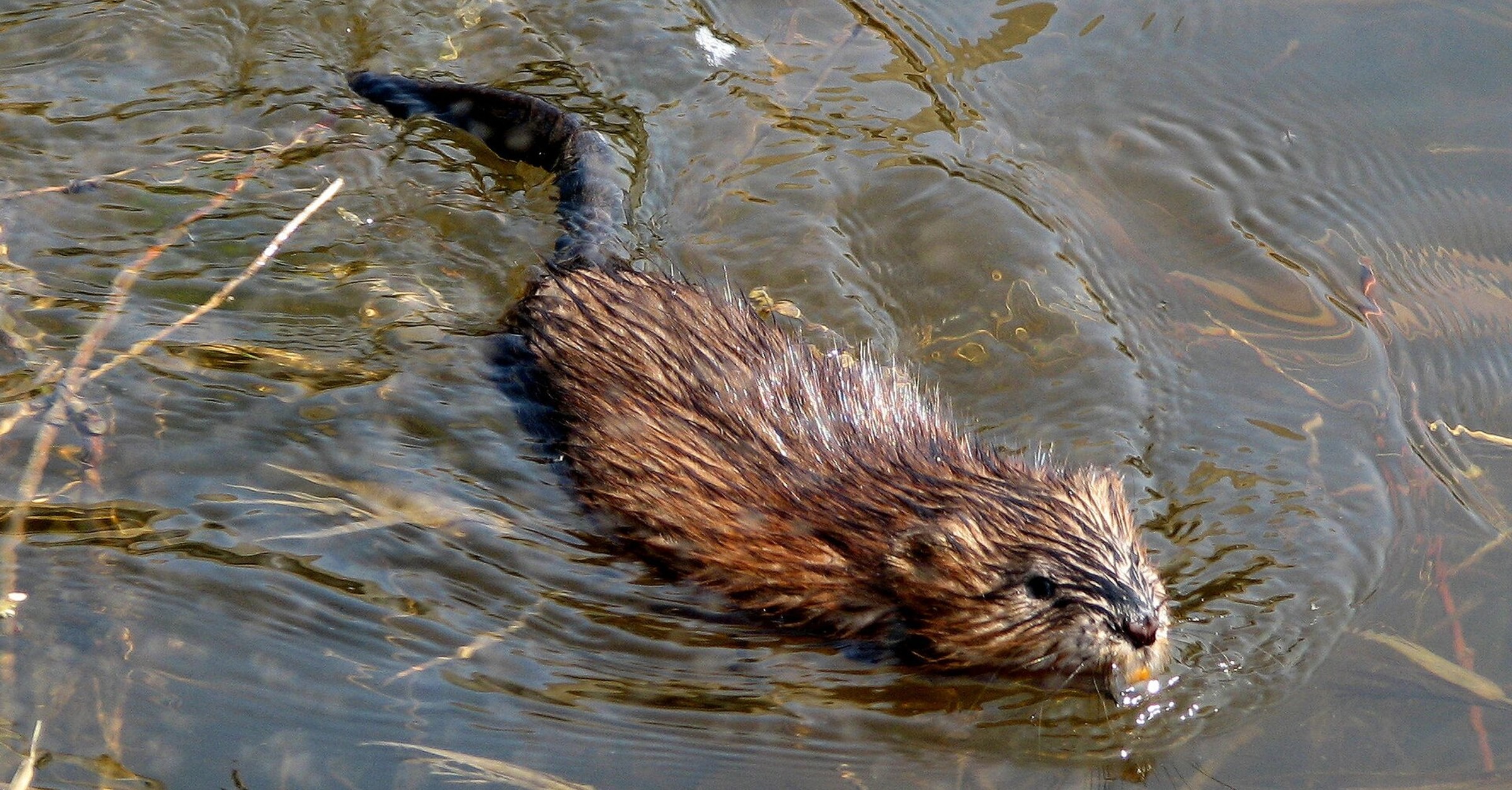 Muskrat Invasive North American Muskrat - World History Encyclopedia