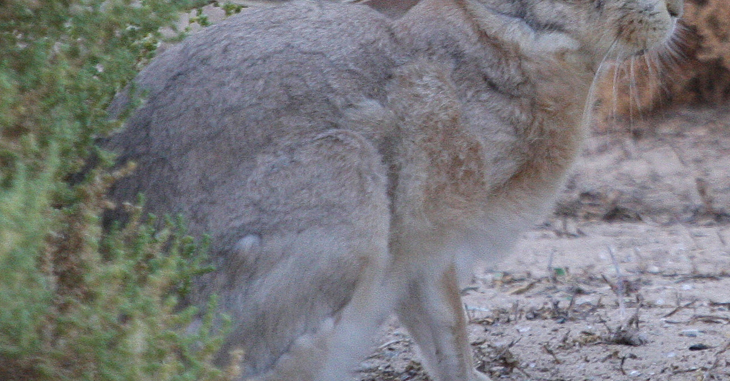 North American Jackrabbit - World History Encyclopedia