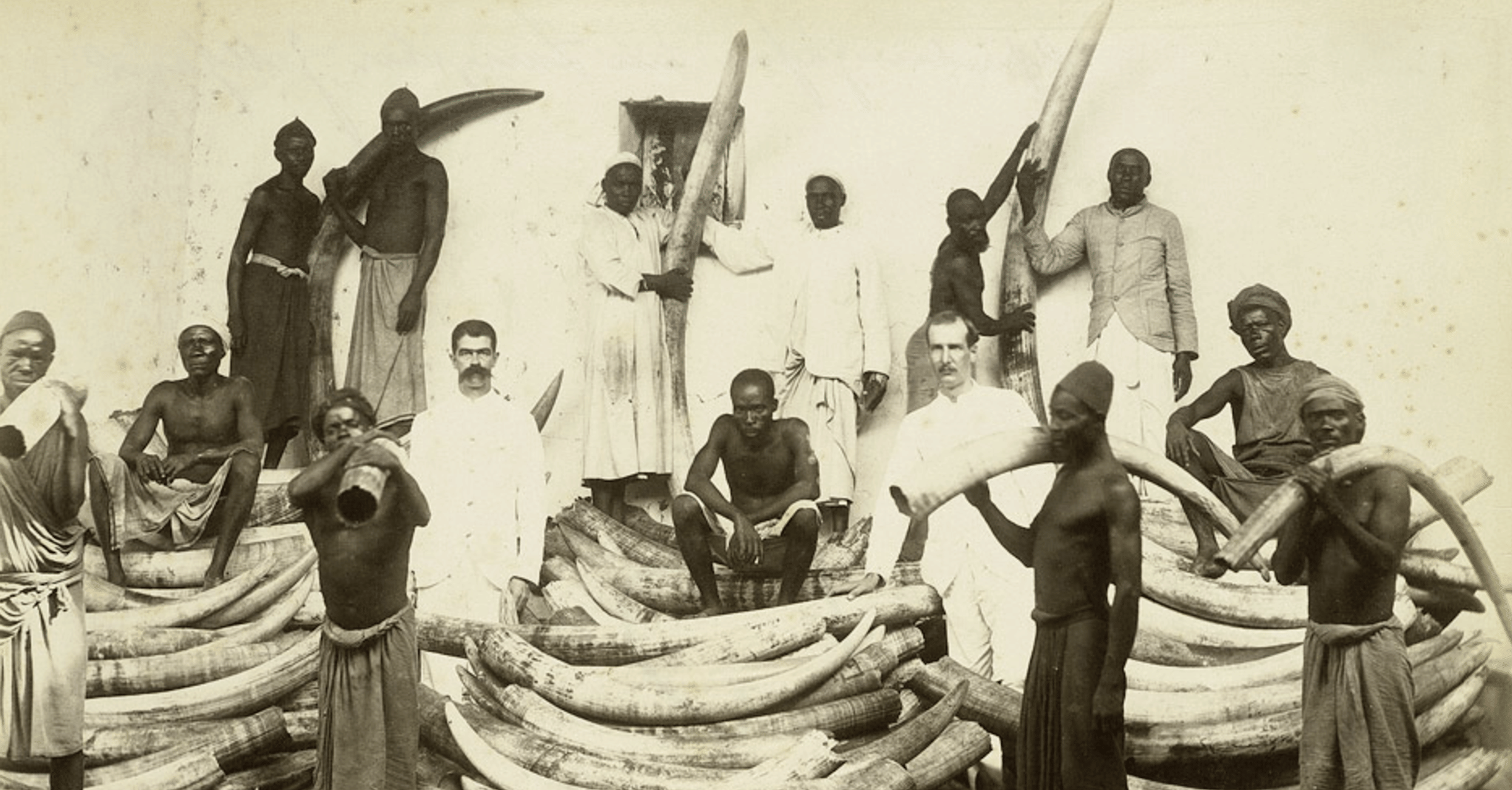 Ivory & the Colonization of Africa