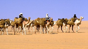 Trans-Saharan Camel Caravan