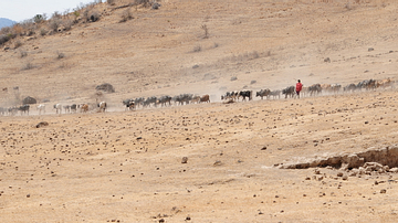 Maasai Herdsman