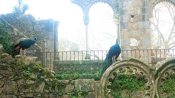 Peacocks in Jardim Publico de Evora