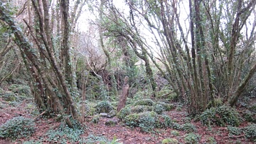 Celtic Art in Woods by Ailwee Caves, County Clare, Ireland