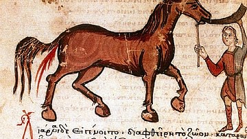 Medical Treatment of a Horse