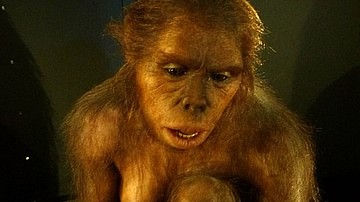 Homo Habilis