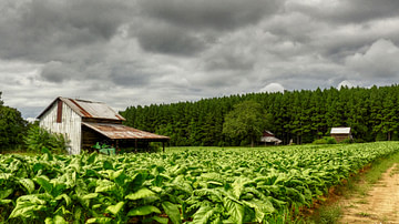 Tobacco Field