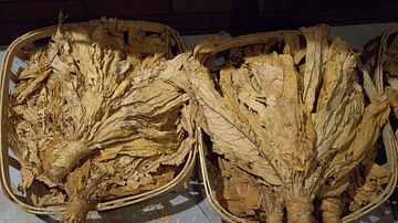 Dried Tobacco