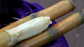 Sugar Cane