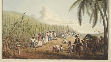 Slaves Cutting the Sugar Cane