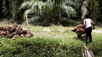 Oil Palm Harvester