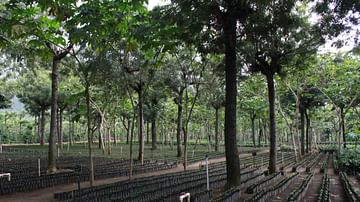 Coffee Plantation