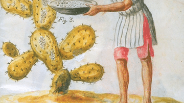 Mesoamerican Collecting Cochineal