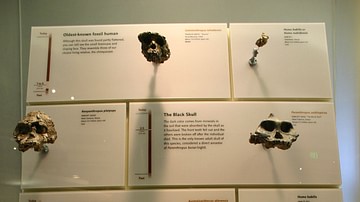 Hominin Skulls