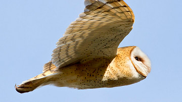 North American Barn Owl in Flight