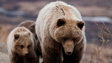 North American Bear & Cub