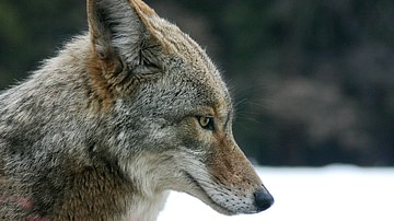 North American Coyote