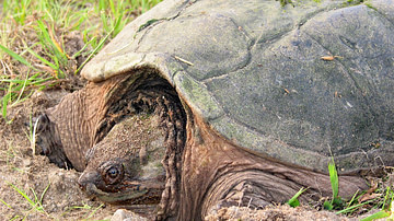 North American Snapping Turtle