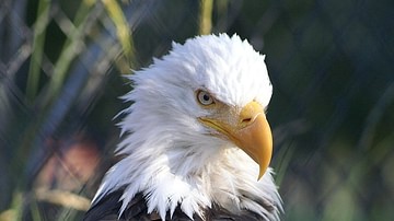 Bald Eagle Plumage