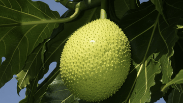 Breadfruit Plant