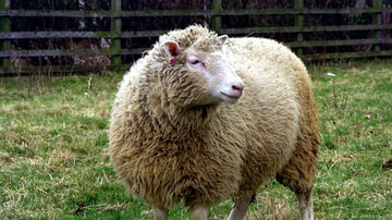 Dolly the Sheep