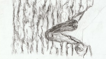 Functional Wood Selection