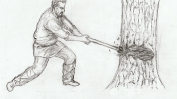 Searching for Curved Timber