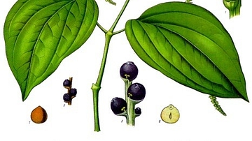 Black Pepper Plant