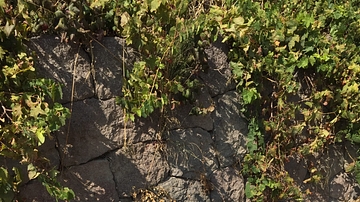 Stone Coffin, Smyrna