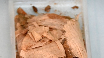 Mummified Lung of the Scribe Sutimose