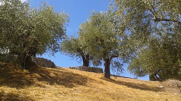 El olivo en el antiguo Mediterráneo