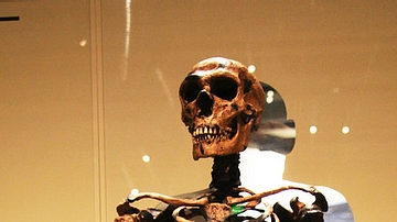 Neanderthal Adult Male Skeleton