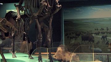 Megaloceros (Giant Elk) Skeleton