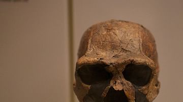 Homo Erectus Skull