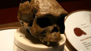 Homo Erectus Skull Cast from Java, Indonesia