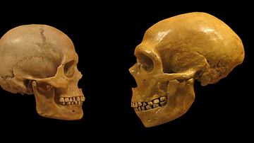 Homo Sapiens & Neanderthal Skulls