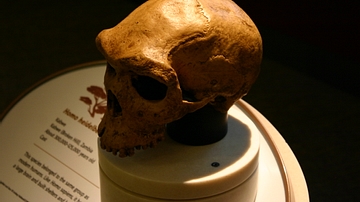 Homo Heidelbergensis Skull