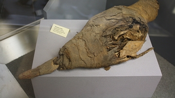 Egyptian Mummified Ibis