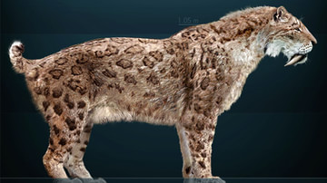 Sabre-toothed Cat Smilodon fatalis
