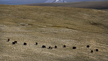 Muskox on the Tundra