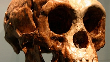 Homo Floresiensis Skull